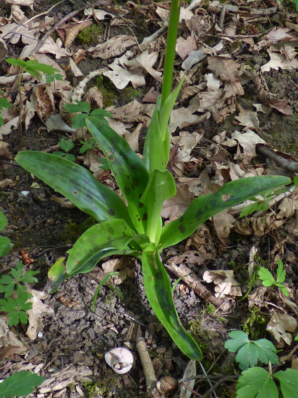 Orchis mascula 'purpurea'